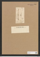 Amphiprora oblonga Grev. (de-Toni-Nr.: Genus 29, Species 1332) Zeichnungen Sammlung Grunow Nr. 2561 (NHMW-BOT-W0369743)